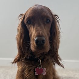 Irish Setters from McClellan Setters