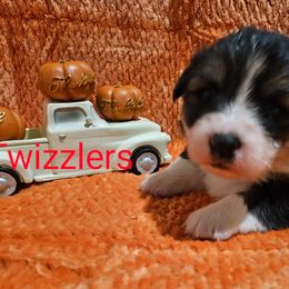 Twizzler - Black and tan Pembroke Welsh Corgi puppy in Kiowa, Colorado from Cool Water Corgis LLC