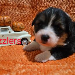 Twizzler - Black and tan Pembroke Welsh Corgi puppy in Kiowa, Colorado from Cool Water Corgis LLC