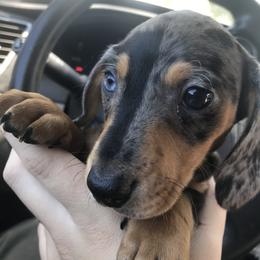 Dachshund Puppies from Hursh’s Hounds