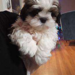 Shih Tzu Puppies from Tiny Bubbles Shih Tzus