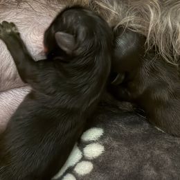 Bronson - Black male Shih Tzu puppy in Tallahassee, Florida from Bows and Bow Ties