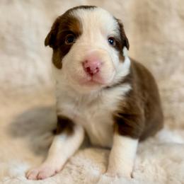 Boy 1 - White and red male Border Collie puppy in Morriston, Florida from Garcia Family Farms