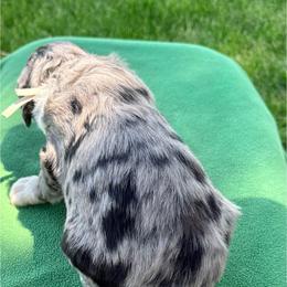 Mr. Tan - Blue merle male Aussiedoodle puppy in Williamsburg, Iowa from Terry Lynn's Aussiedoodles/Blue Dog Ranch
