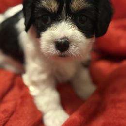 Cavachon and Maltese Puppies from Wendy’s Maltese & Cavamalts of Virginia