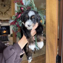Buddy - Tri-color male Bernedoodle puppy in Yuba City, California from Ranch House Doodles