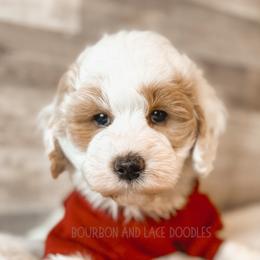 Goldendoodle Puppies from Bourbon and Lace Doodles
