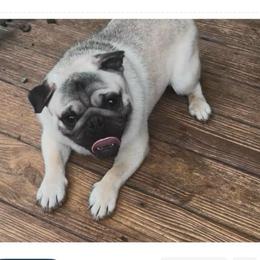 Axl - Fawn male Pug puppy in Liberty, South Carolina from Garrick’s Precious Pugs