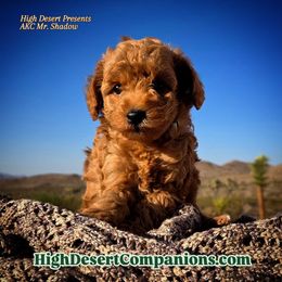 Shadow (Gray Collar) - Red  male Poodle puppy in Dolan Springs, Arizona from High Desert Companions
