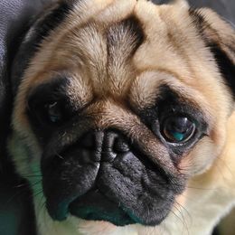 Enyo - Pug