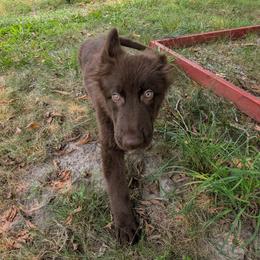 German Shepherd Puppies from Evergreen Shepherds