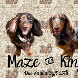 Dachshund puppies from Double W Doxies