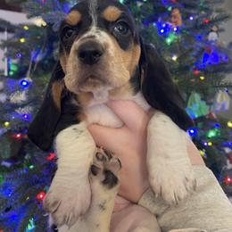 Girl 1 - Black tan and white female Basset Hound puppy in Woodruff, South Carolina from LONG EARS FARM AKC BASSET HOUNDS
