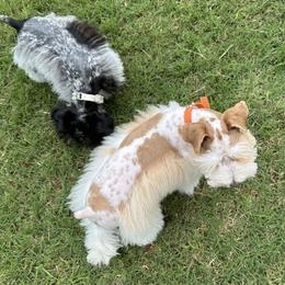 Miniature Schnauzer Puppies from Schnauzers Paradise USA