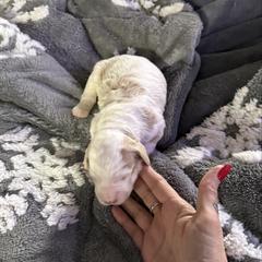 Girl 3 - Parti female Springerdoodle puppy in Murrells Inlet, South Carolina from SpringerDoodles at the Beach
