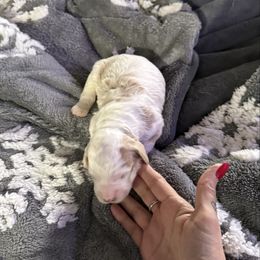 Girl 3 - Parti female Springerdoodle puppy in Murrells Inlet, South Carolina from SpringerDoodles at the Beach