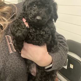 Goldendoodle Puppies from 2KC Doodles