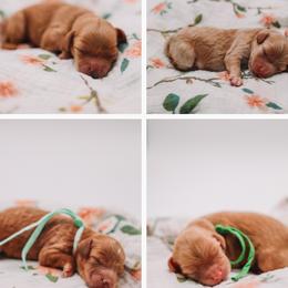 Cavapoo puppies from Doodles of North Tx