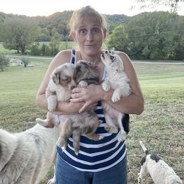 Aussiedoodle, Australian Shepherd, Dachshund, and Miniature Australian Shepherd Puppies from Bline’s Awesome Aussies & Doxies at the Bline Family Farm