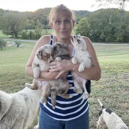 Aussiedoodle, Australian Shepherd, Dachshund, and Miniature Australian Shepherd Puppies from Bline’s Awesome Aussies & Doxies at the Bline Family Farm