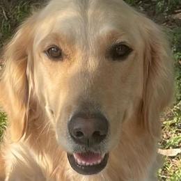 Darla - Golden Retriever
