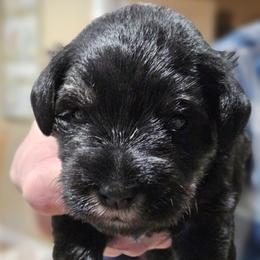 Navy Collar Black and Silver - Black and silver male Miniature Schnauzer puppy in Blountville, Tennessee from Maxwell House Schnauzers
