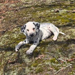 Monarch - White and black male Dalmatian puppy in Salem, Missouri from Paradise Spots Dalmatians