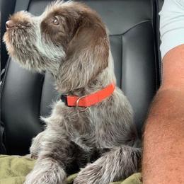 Wirehaired Pointing Griffon All Grown Up from Luther Smith