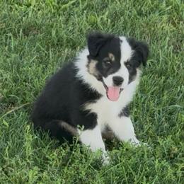 Marshall - Tri-color male Border Collie puppy in Dorr, Michigan from Pineview Farm