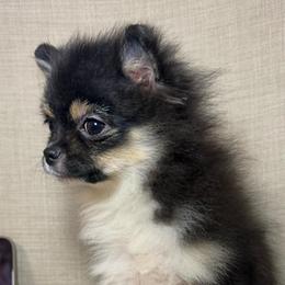 Branco - Tri-colored male Pomeranian puppy in Phoenix, Arizona from Luxpomz