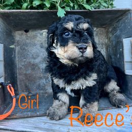 Bernedoodle Puppies from Cobble Creek Puppies