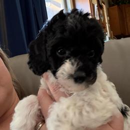 Aspen - Black and white female Cavapoo puppy in Sun City, Arizona from AZ Cavapoos