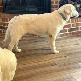 Meredith - Light golden female Golden Retriever puppy in College Station, Texas from Golden Care Golden Retrievers