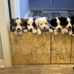 Miniature Australian Shepherds from ST. J’s Mini Aussies