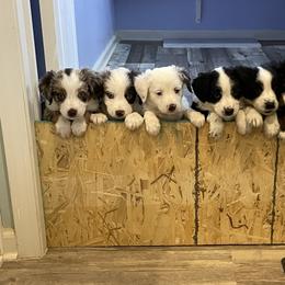 Miniature Australian Shepherds from ST. J’s Mini Aussies