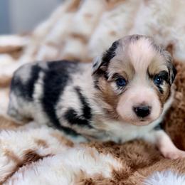 Blue collar - Blue merle male Aussiedoodle puppy in 32046, Florida from River Hill Ranch