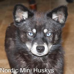 Princess - Alaskan Klee Kai