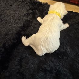 Puppy 2 - White male Maltese puppy in Dawsonville, Georgia from Lynn’s Precious Pups