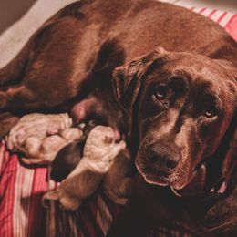 Bordoodle and Labradoodle Puppies from Howdy Doodles