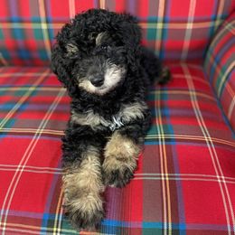 Aussiedoodle and Australian Shepherd Puppies from Western Doodles Utah