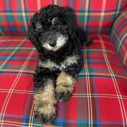 Aussiedoodle and Australian Shepherd Puppies from Western Doodles Utah