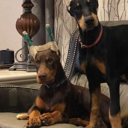 Doberman Pinscher Puppies from Hierarch Dobermans