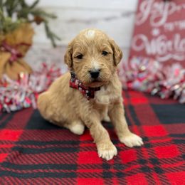 Icon - Cream male Goldendoodle puppy in Lisbon, Ohio from Willow Lane Doodles