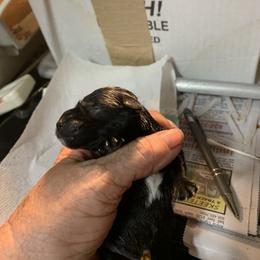 Miniature Schnauzer Puppies from Circle R Ranch