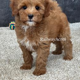 Molly - Red  female Goldendoodle puppy in Milford, Indiana from Railway Acres Kennel