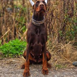 Oreo - Red and rust female Doberman Pinscher puppy in China Township, Michigan from Snell's Superior Kennel Dobermann & GSP
