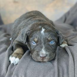 Boy 1 Red - Red tri-color male Australian Shepherd puppy in Yakima, Washington from Naches Heights Ranch