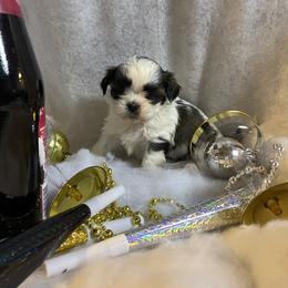 Aspen - Gold and white female Shih Tzu puppy in Pleasant Shade, Tennessee from Kuntry Tyme Shih Tzus