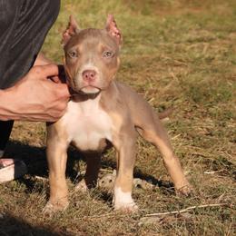 Peppermill - Lilac tri-color female American Bully puppy in Orlinda, Tennessee from SimplyBullies