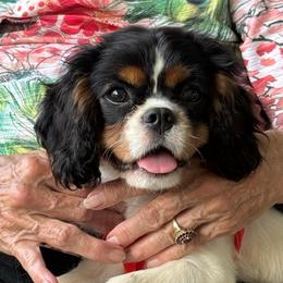 Phoebe - Dark golden female Golden Retriever puppy in Bellefonte, Virginia from Golden Coast